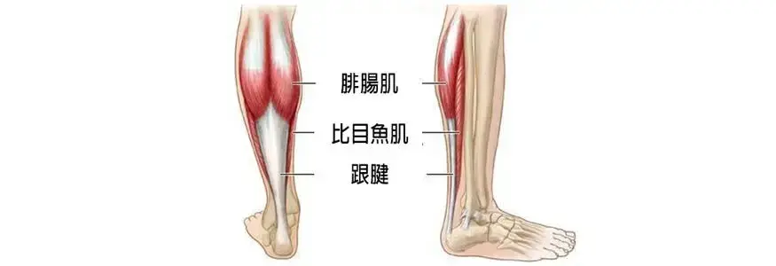 让小腿粗壮的原因主要是:腓肠肌和比目鱼肌发达,因此要多增加这两块肌