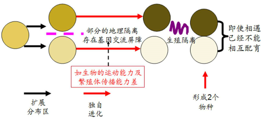 为什么人类没有生殖隔离呢? ?