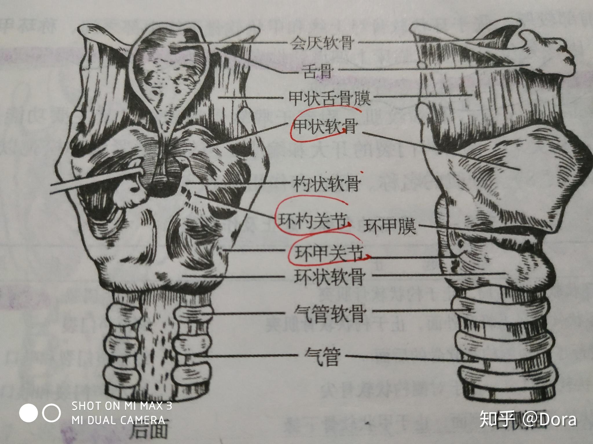 你还知道那些与说话有关的器官? - 知乎