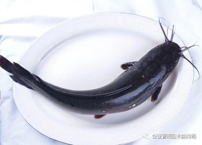 "鲶鱼"法则挪威一家远洋捕捞公司为了保持沙丁鱼在运输途中的鲜活,在