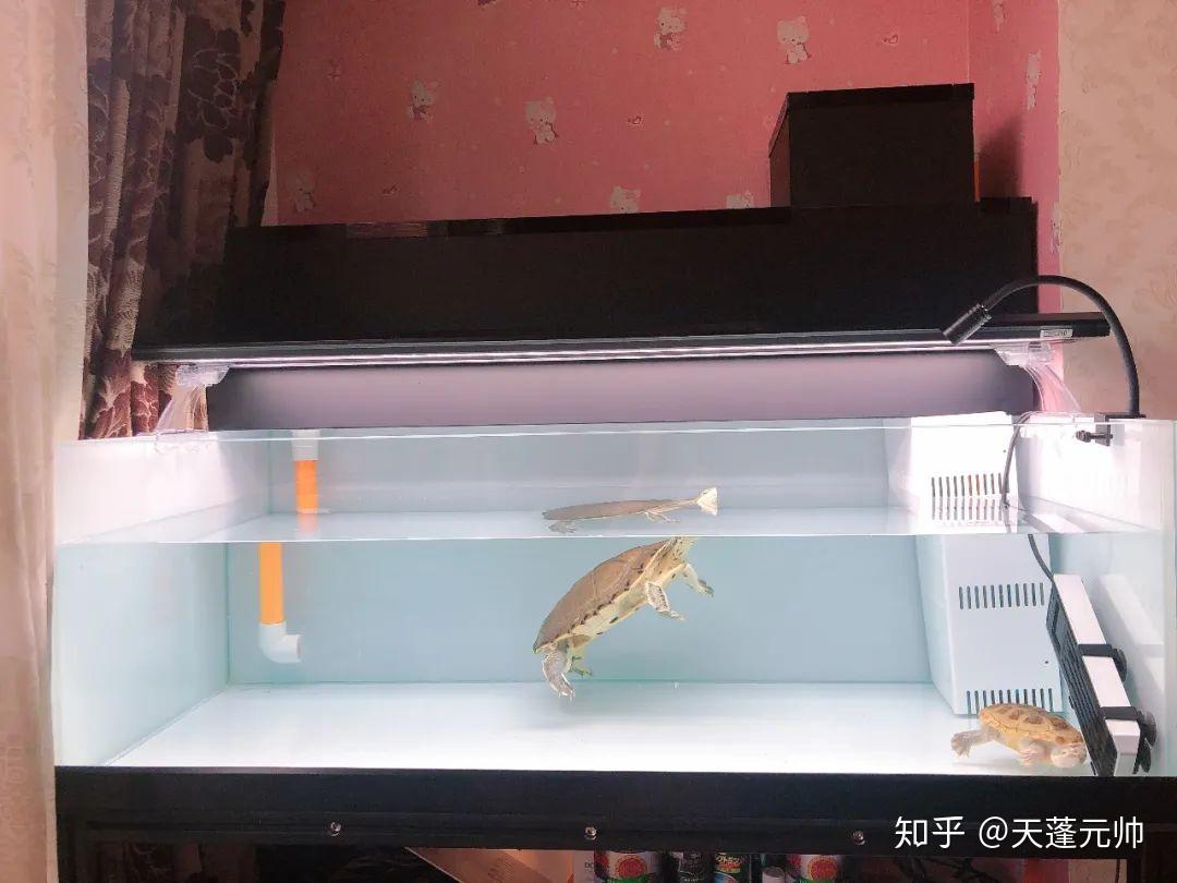养乌龟能不能用透明的缸？ - 知乎