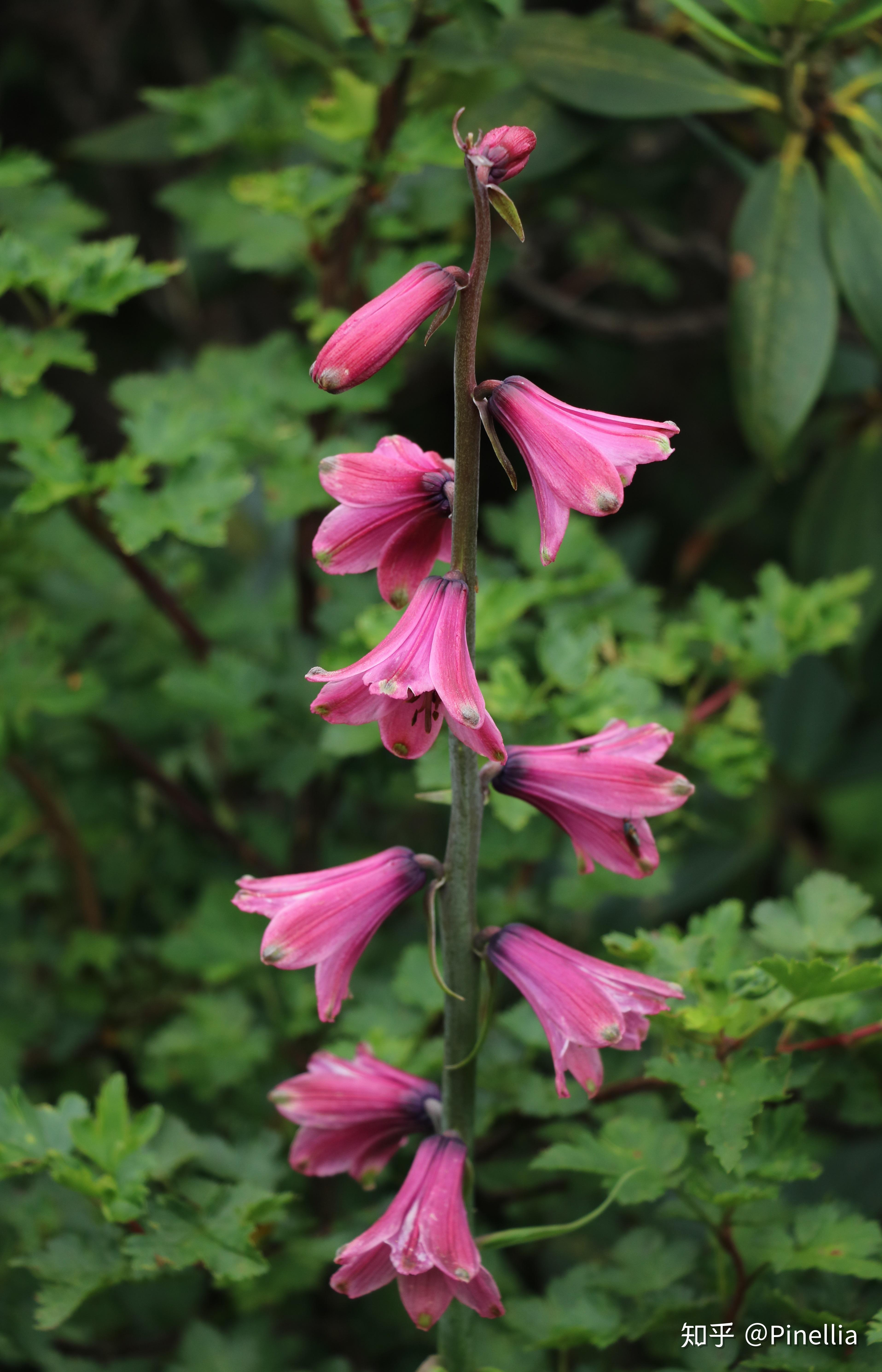 1. 钟花假百合(notholirion campanulatum),百合科假百合属