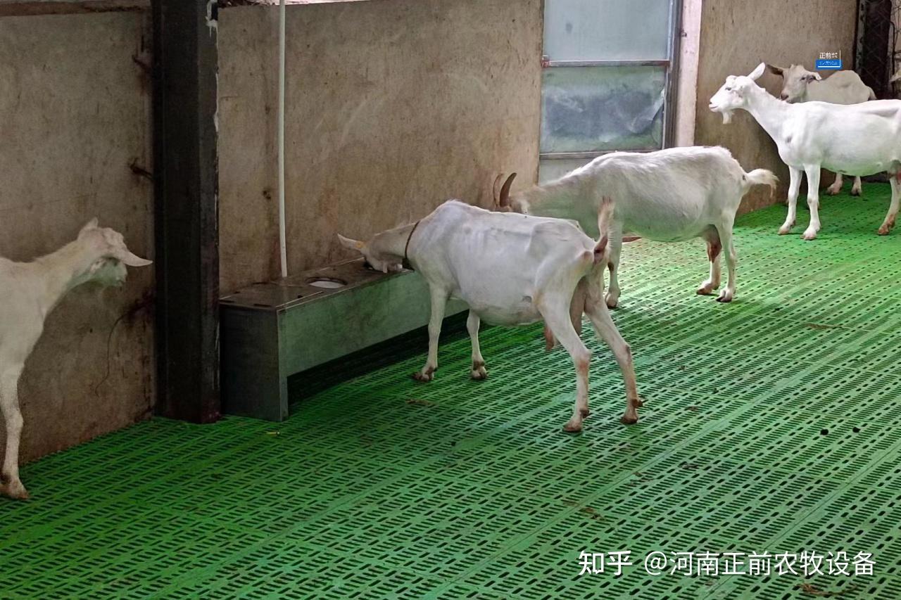 冬天养羊怎么做?记住这四个技术要点 - 知乎