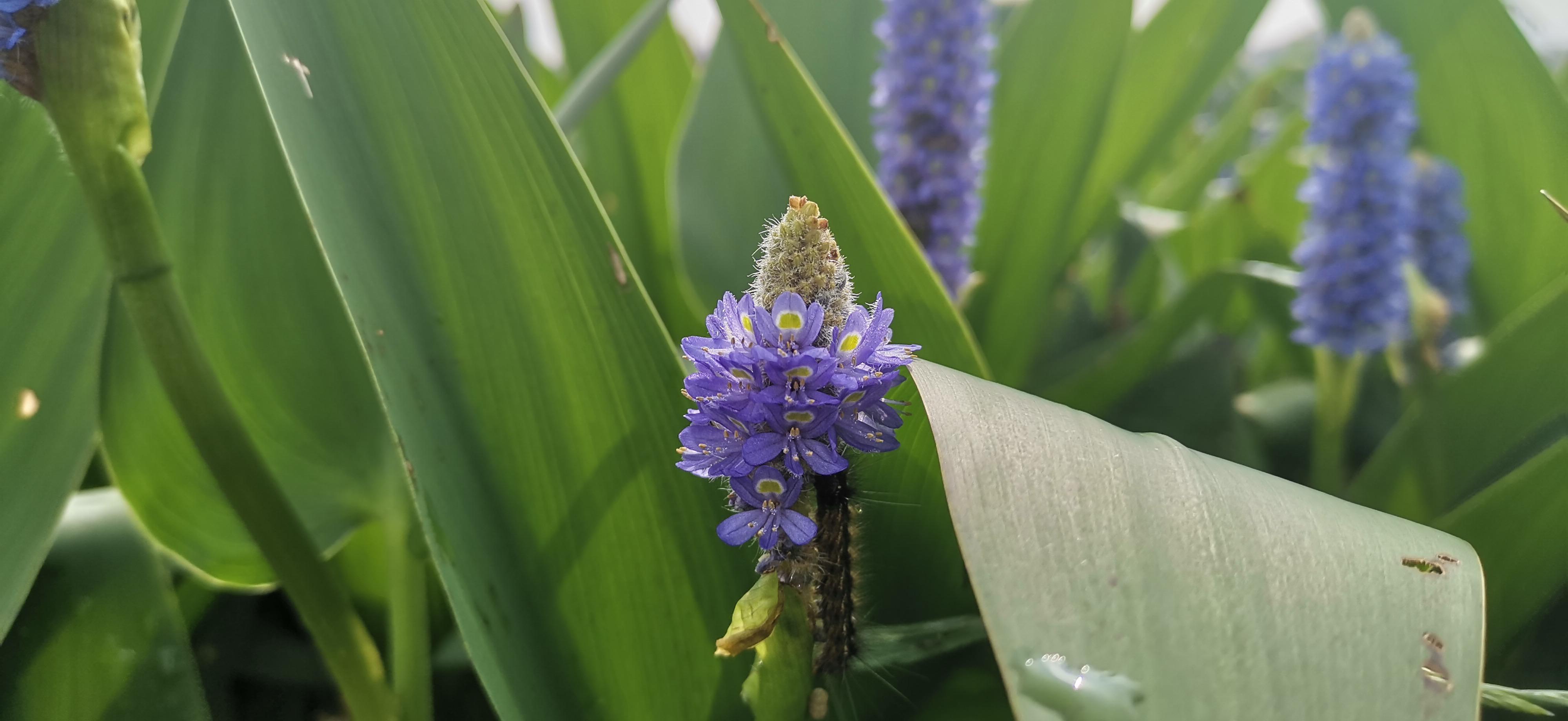 吉安视觉庐陵湖梭鱼草花开别具风韵的花姿分外迷人