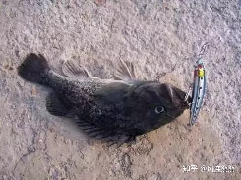 海钓爆款黑鮶鱼有不进行远距离游动,常年穴居附近的"坐地鱼"和迁徙