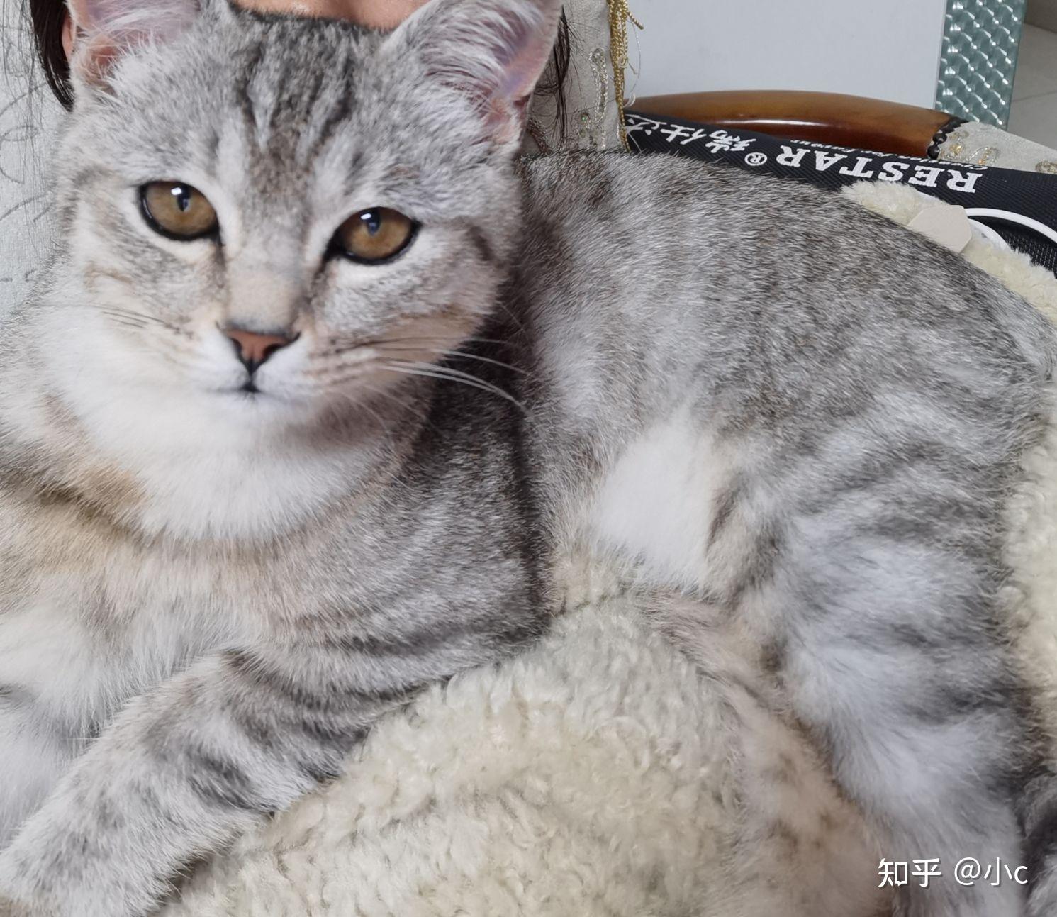 灰色狸花猫罕见吗? - 知乎