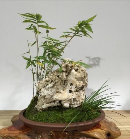 米竹的鉴赏与养护管理 知乎