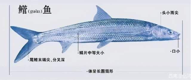 珍稀鱼类“长江三剑客”——鳤、鯮、鳡 - 知乎
