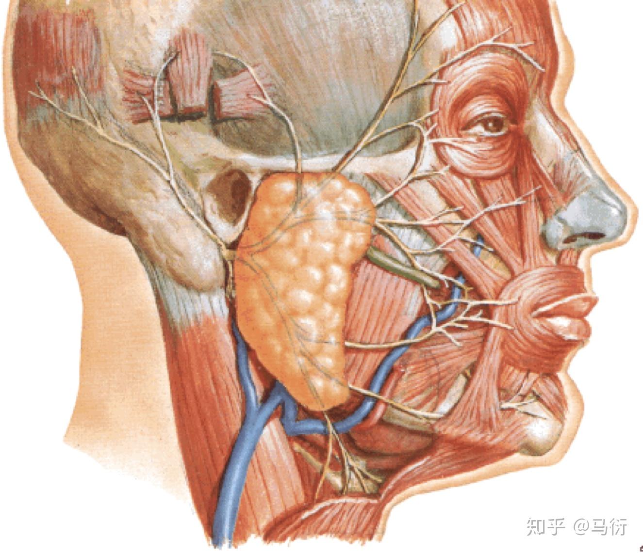 腮腺手術的切口