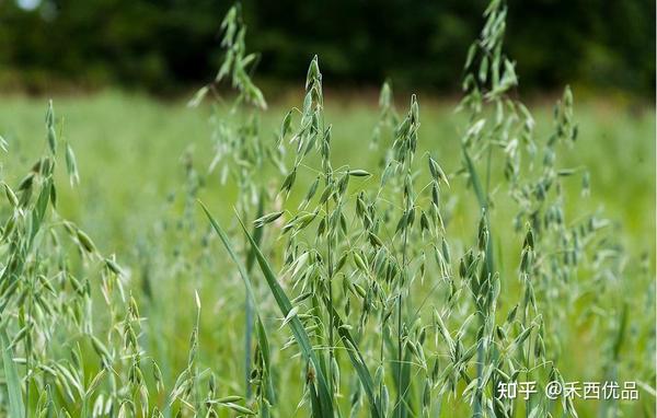 如何正确理解燕麦草中的wsc 知乎