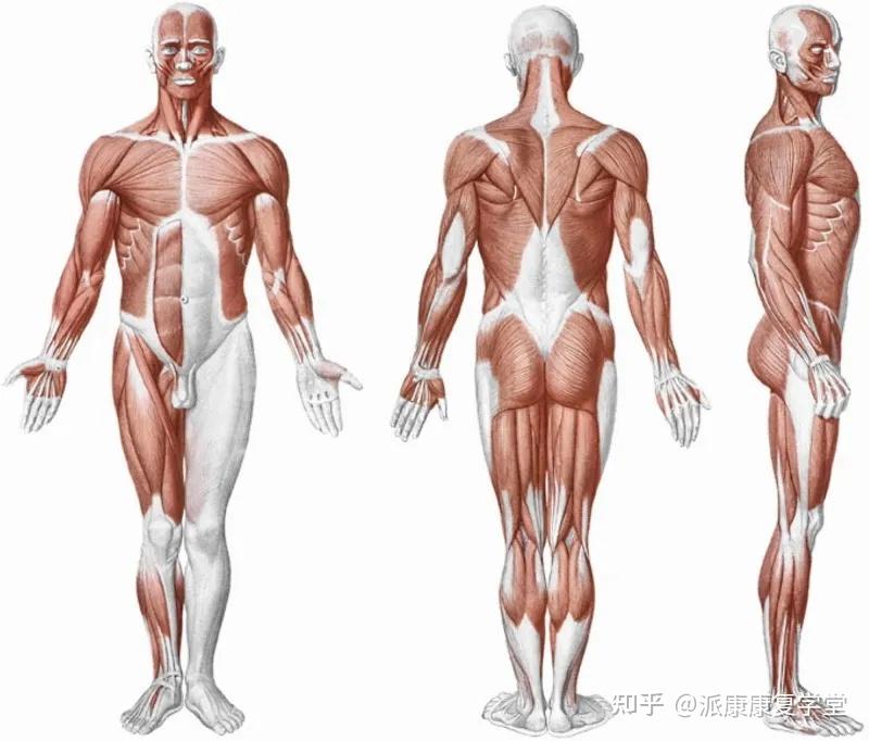 筋膜理论模型进化史