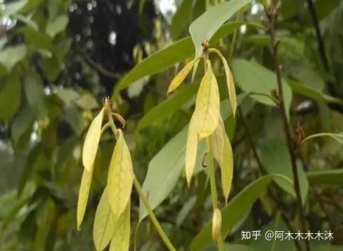 美白又养颜,就看民族养生茶品牌“茶福全”的“木姜叶柯玫瑰甜茶”,不含糖的甜,无负担。 - 知乎
