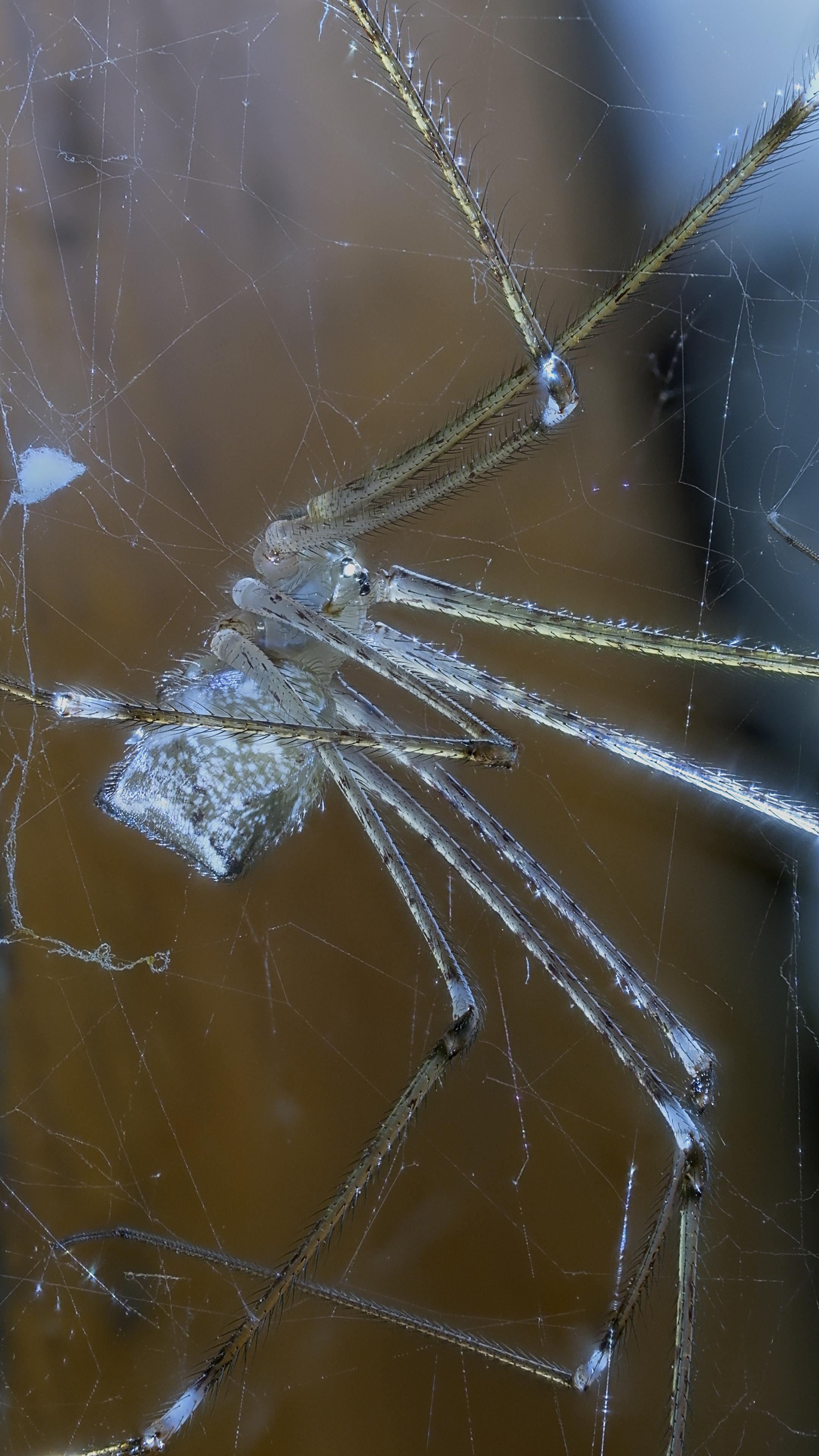 斜绿天蛾 的想法: 第八篇 幽灵蛛