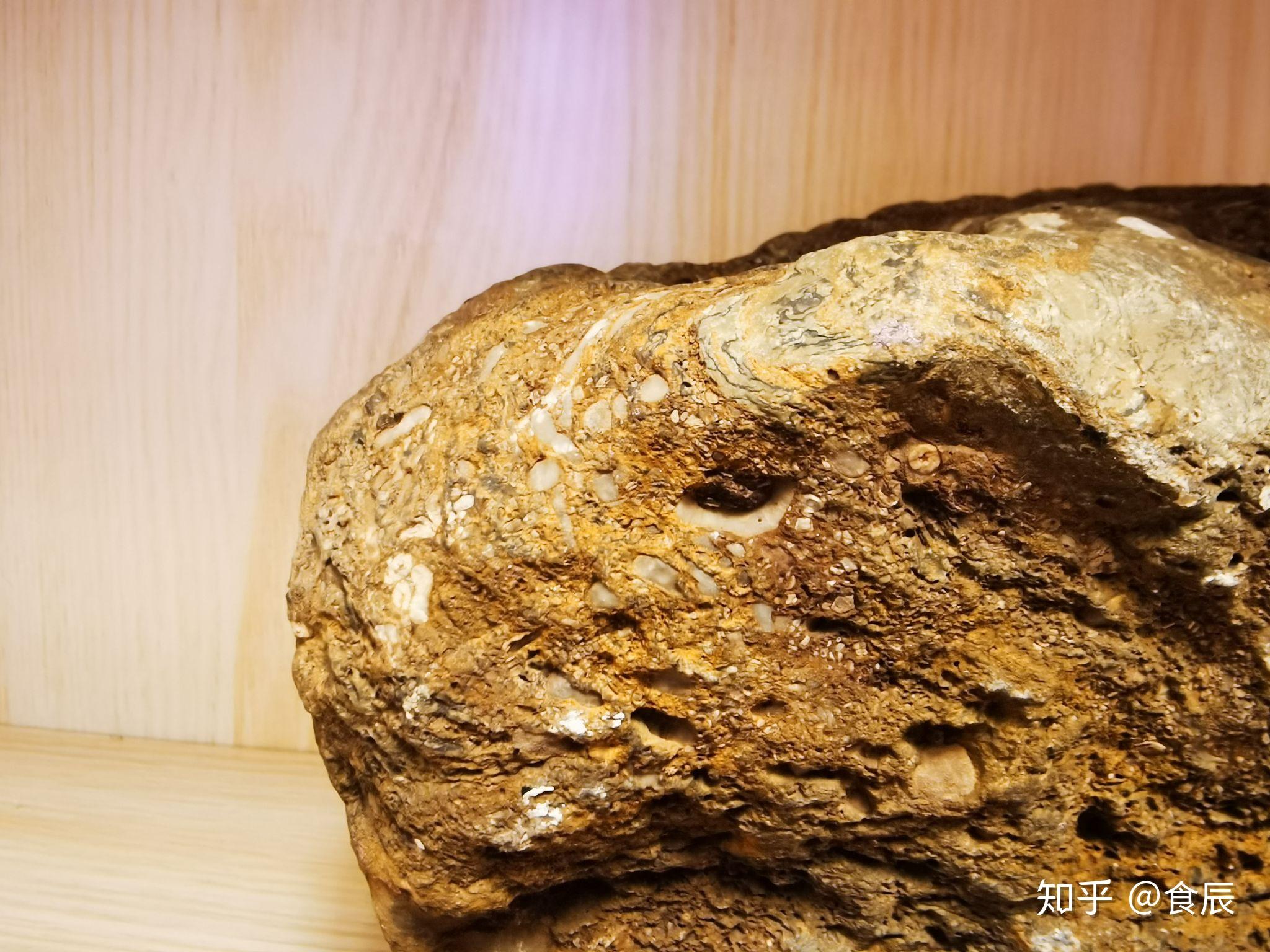 寒武纪化石种类图片