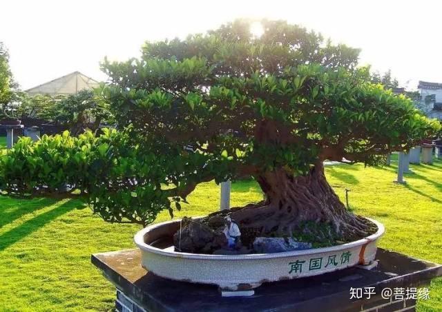 天价!天价!名贵植物排行,令人大开眼界-名贵植物图片