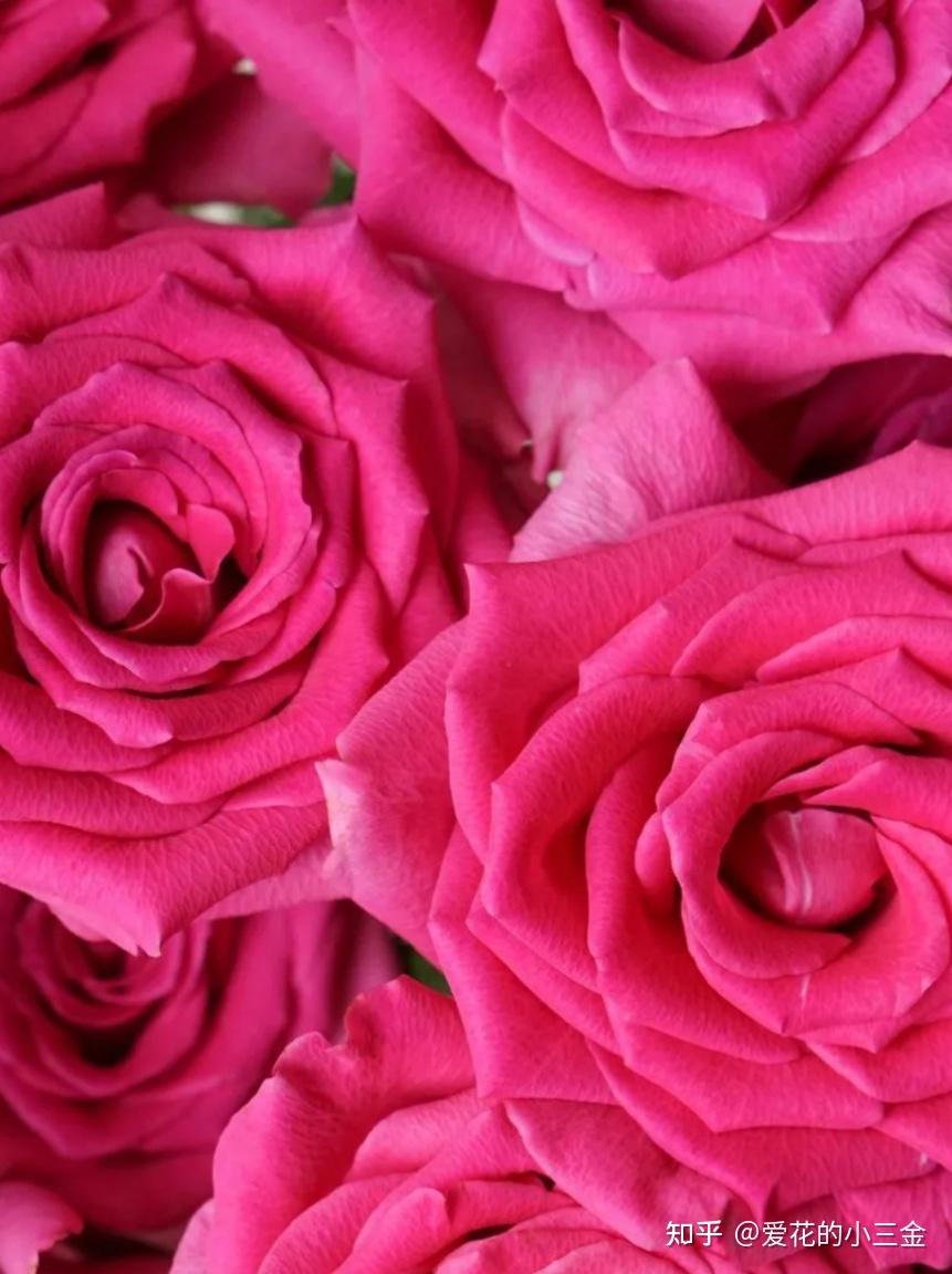 花色是纯正的玫红色,高级艳丽.