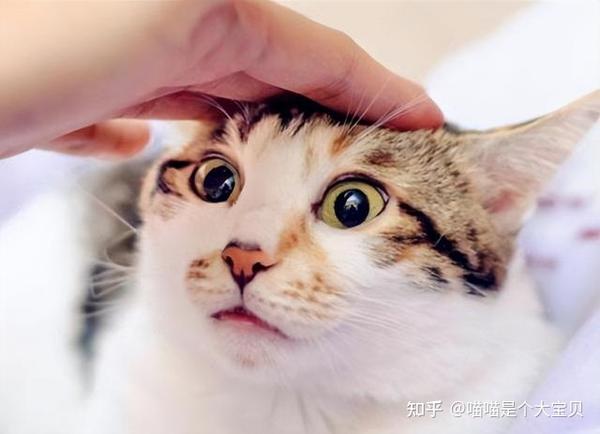 原来主人摸“猫头”时,在猫眼中,不是在表达爱意 - 知乎