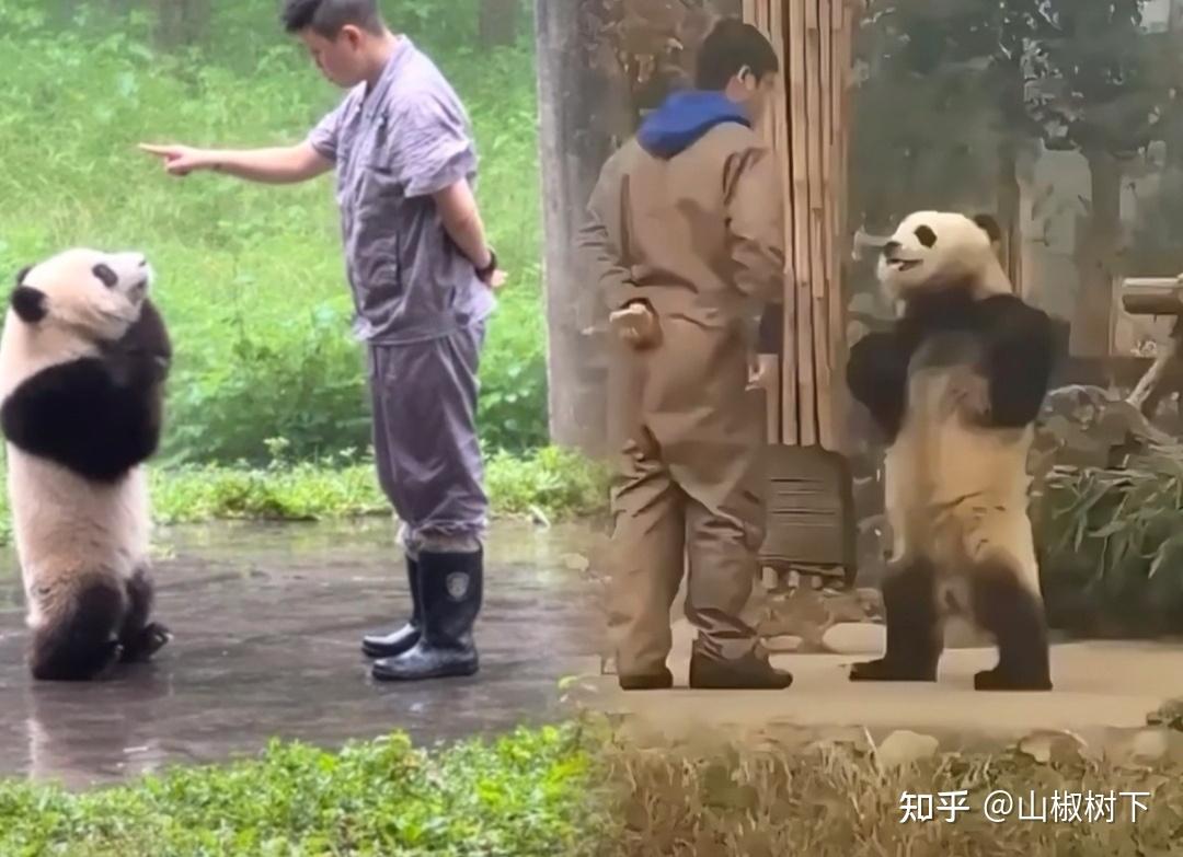 熊猫界妈宝男渝可居然是蔓越煤的儿子，终于知道渝可是遗传谁了 - 知乎