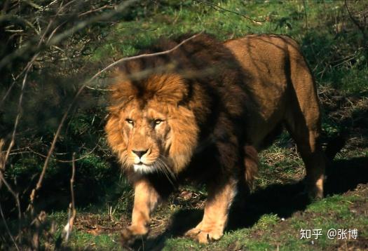 in the air of animals,machines:american eagles: 80 km/hrain bird