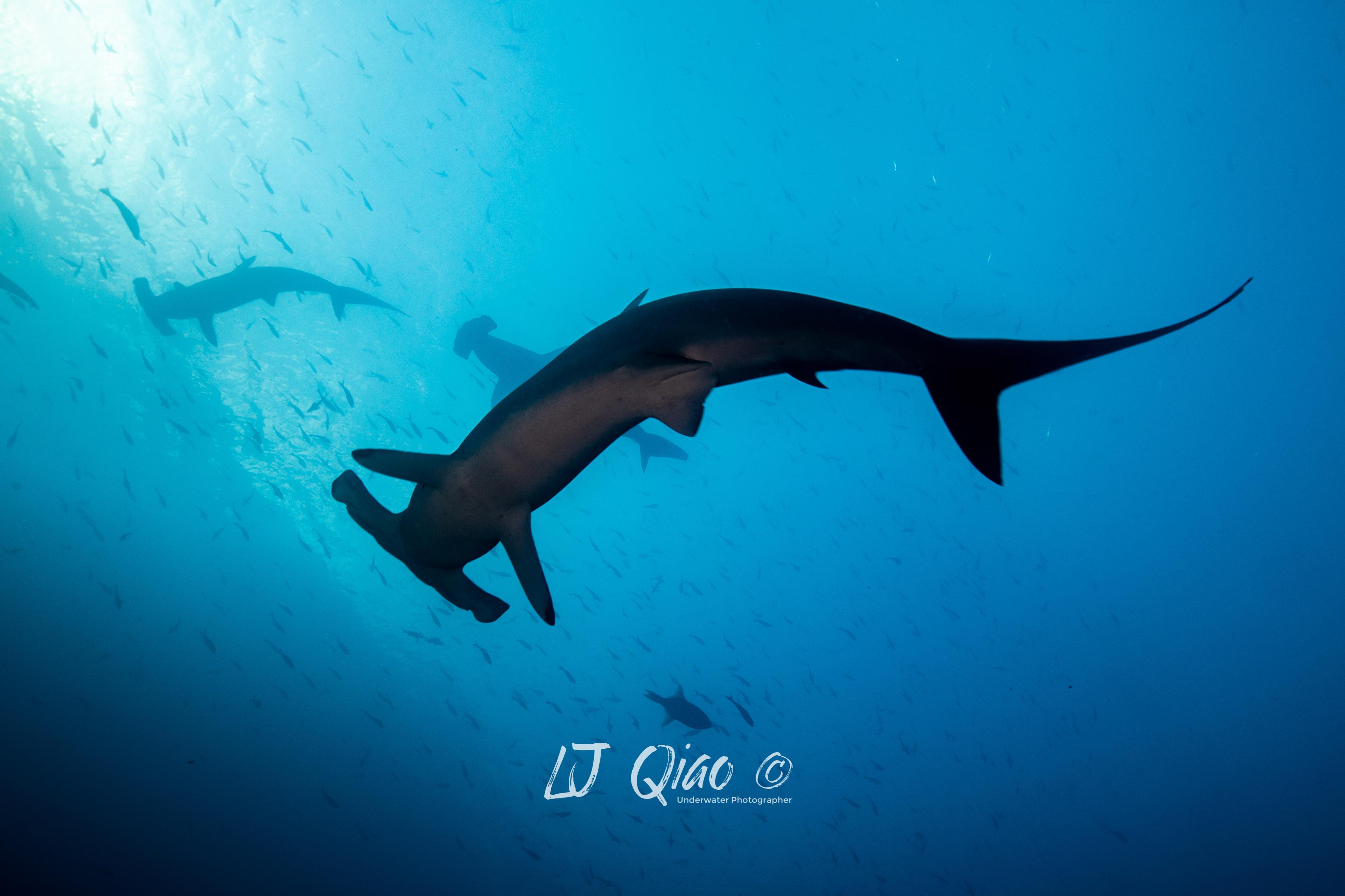 母的锤头鲨嘴下有红点,而公的锤头鲨下腹两组鳍之间会有突出来的"那话