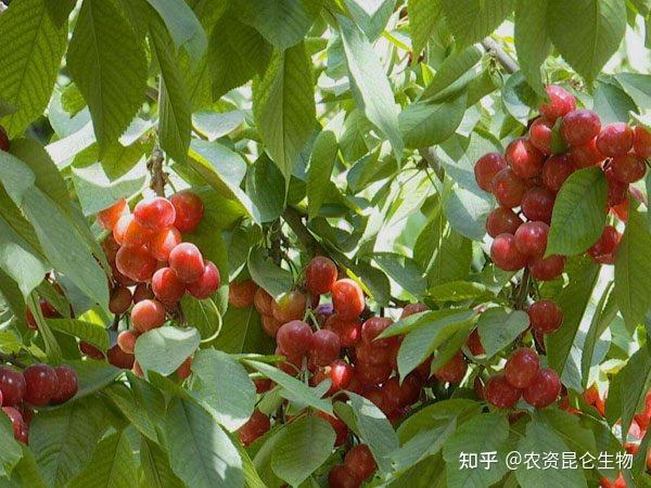 1,赤霉素,在花后十天使用,可有效增加单果重量,提升樱桃品质.