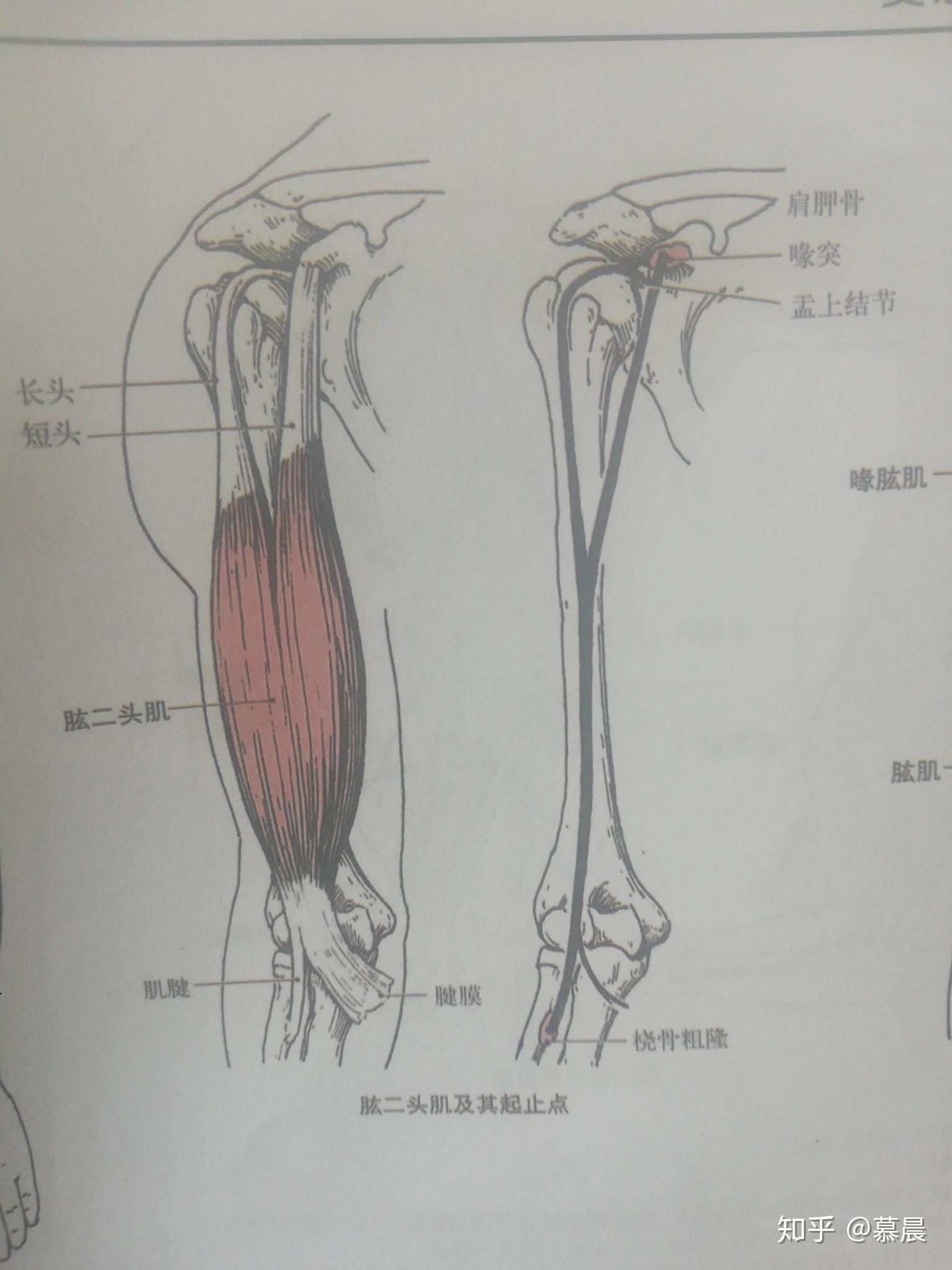 肱二头肌在哪 zhuanlan.zhihu.com