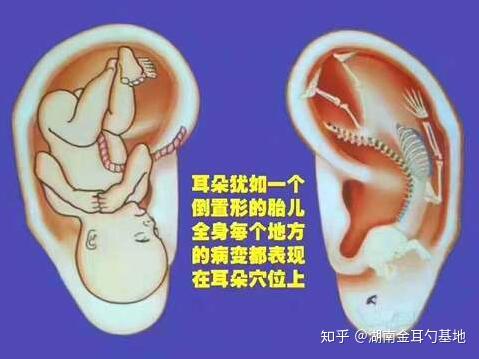 耳朵的组成结构 知乎
