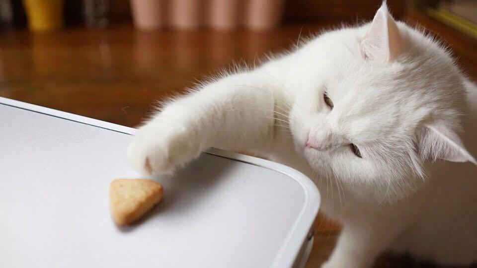 吸猫时间到!!!ins上都有哪些让人欲罢不能的萌猫? - 知乎