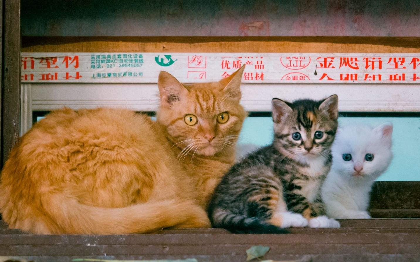 怎么可以不让猫咪怀孕 v2-fc6995ef7e3a044c0431083d4e447375_r.jpg