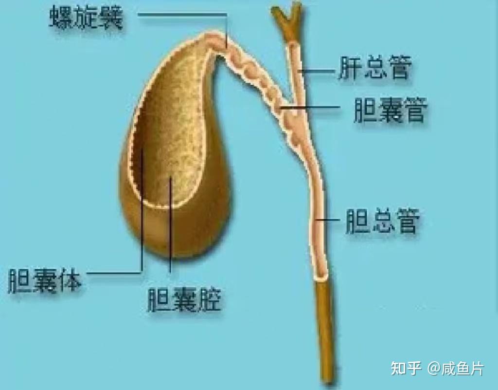 中医养生入门:胆在人体的作用 - 知乎