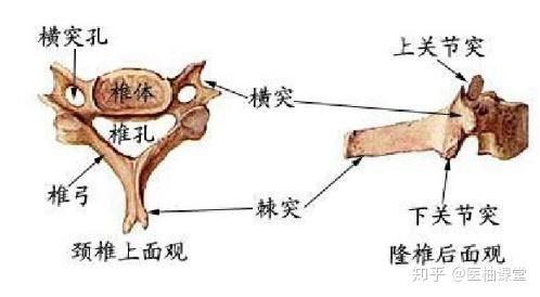 解剖学图谱- 知乎