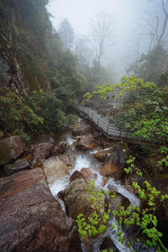 莽山猴王寨满眼的密林感觉人在飘