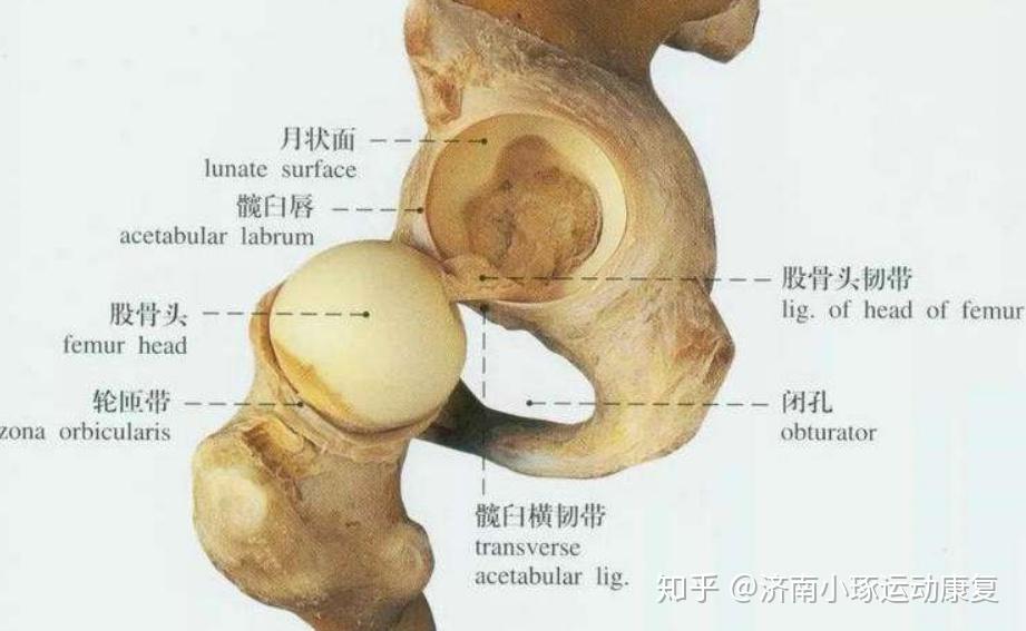 你的髋部痛警惕是否是髋关节盂唇损伤小琢官网