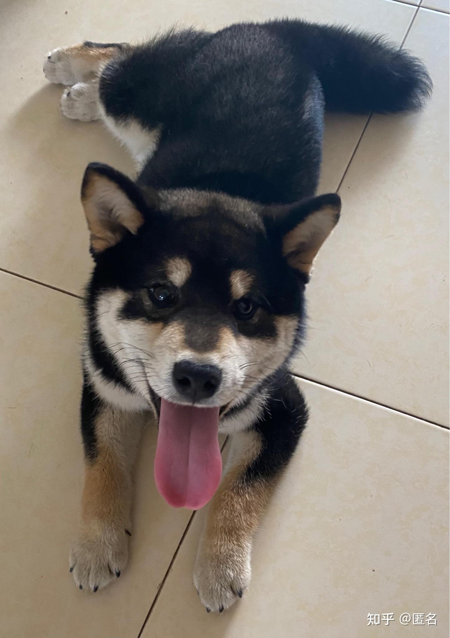 能帮我看看我家柴犬纯不纯吗