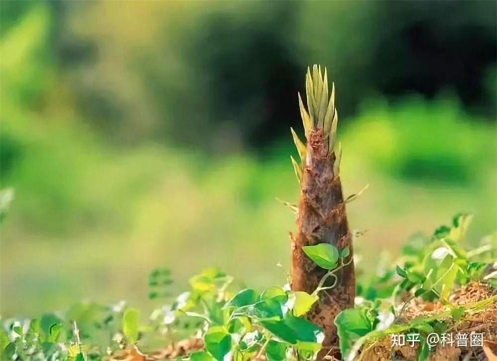 竹子開花馬上搬家竹子開花難道真是大災變的前兆