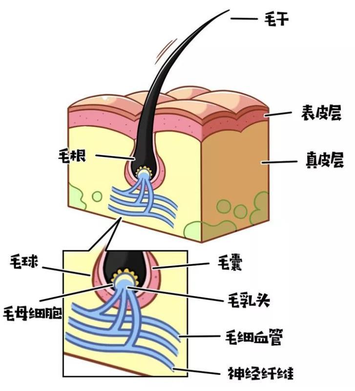 如何解决掉头发问题? - 知乎