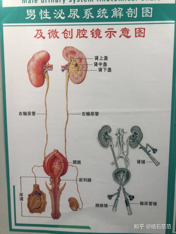 金钱草 车前草 鸡内金都是治疗肾结石的中药 其实真相是 知乎