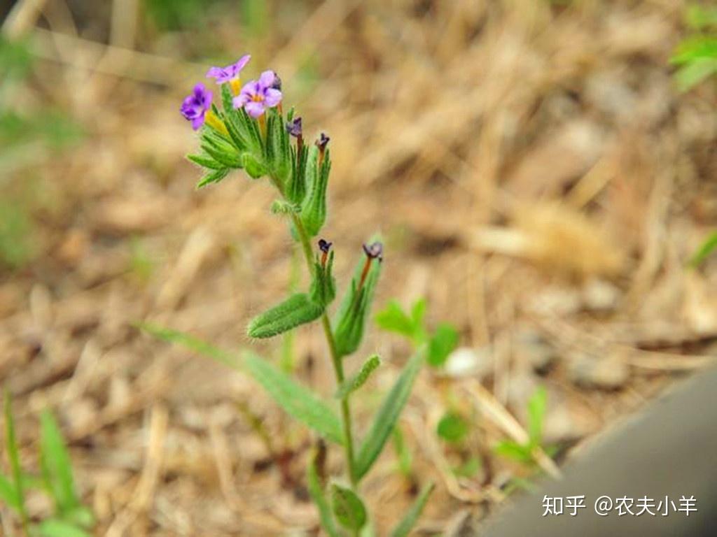 紫筒草有哪些功效市场价多少