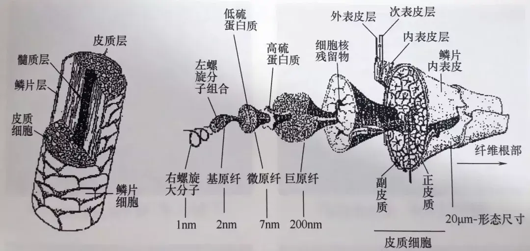 羊毛纤维的组织结构细羊毛的截面近似圆形,长短径之比在1~1.