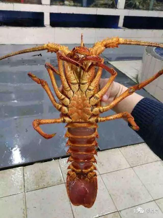 大自然的馈赠美味智利龙虾