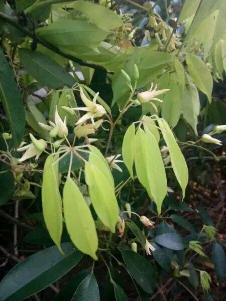 题主图片上很可能是七叶木通的果实.