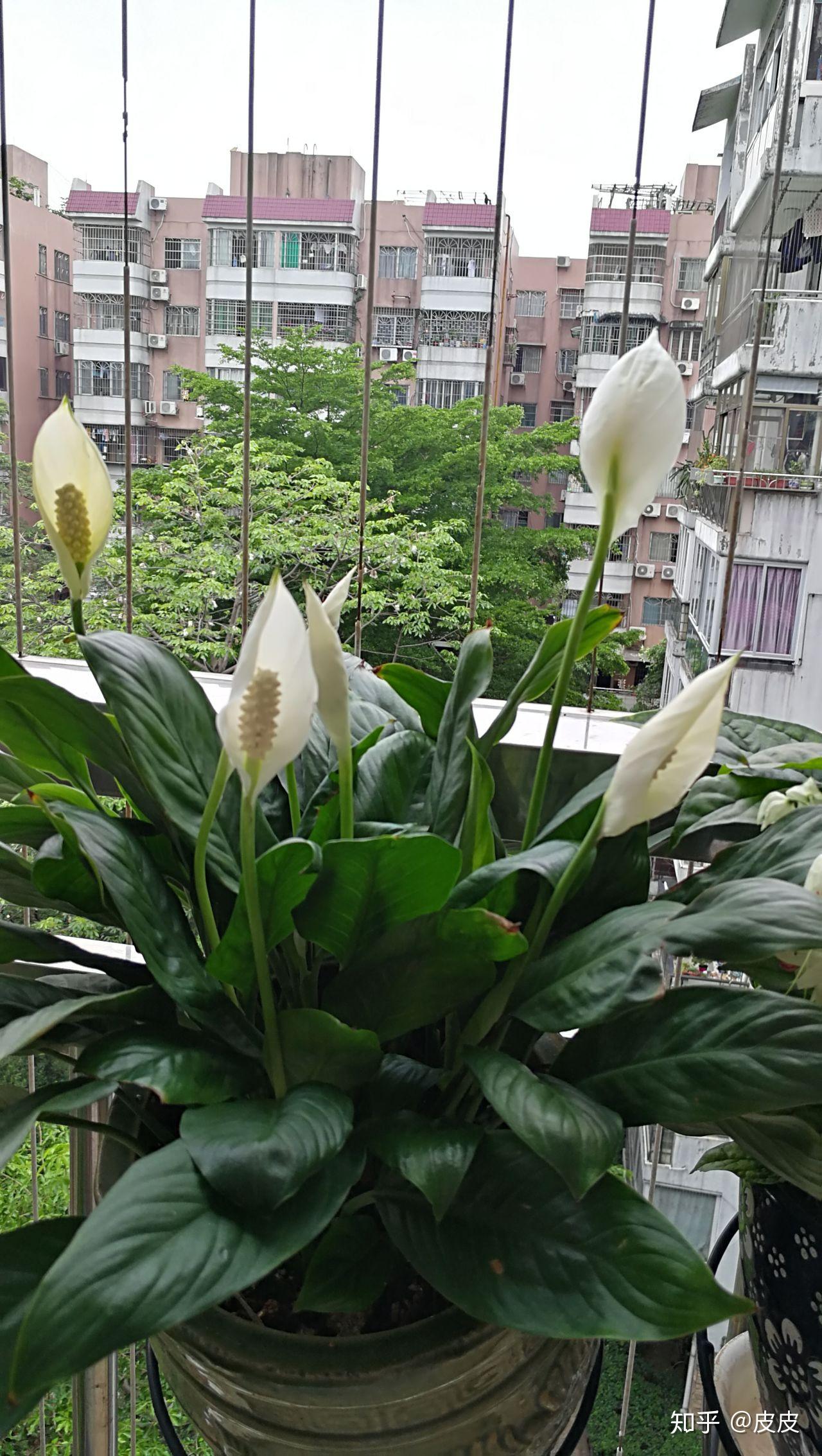 纯北向开放阳台你们都养好了哪些植物尤其是开花植物