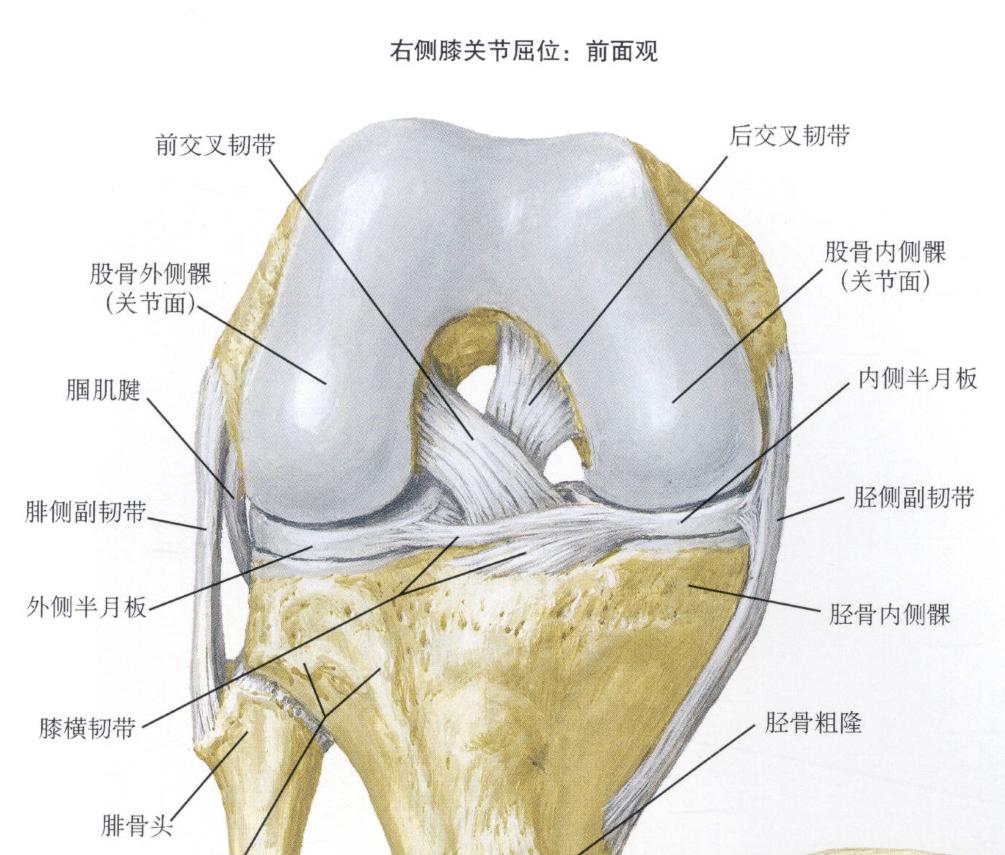 科普:前交叉韧带是什么?它为什么如此重要? - 知乎