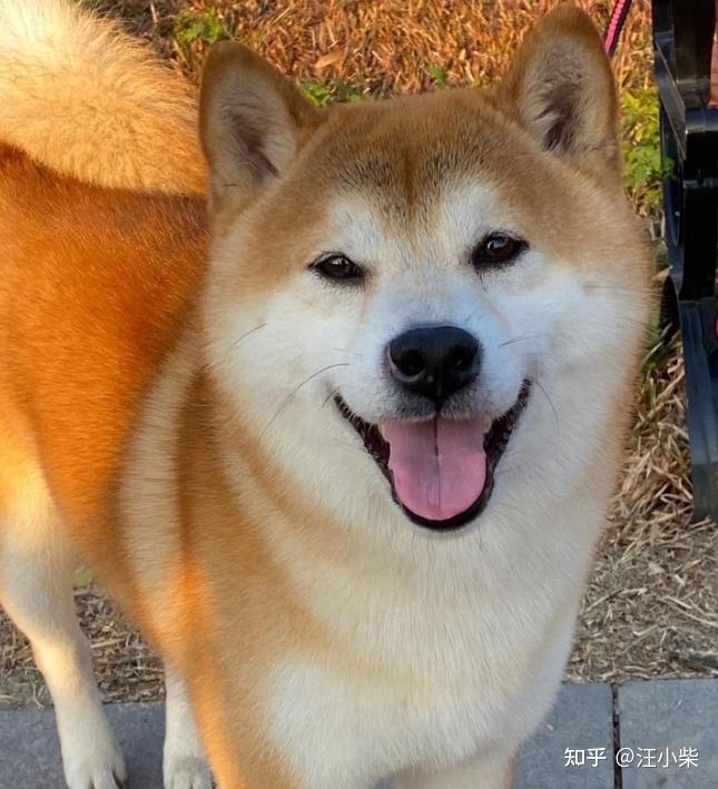 纯种柴犬有哪些标准呢怎么看狗狗的品相呢