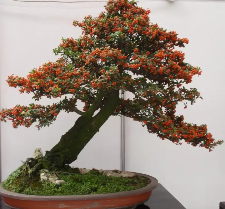 火棘盆景造型容易,素材普遍,田野分布广泛,而且现在不少花农用扦插和