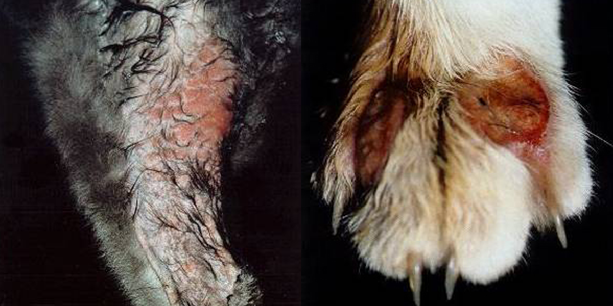 猫嗜酸性肉芽肿症候群