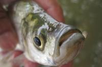 鱼塘老板不想让你知道的钓翘嘴鱼诀窍十年钓龄的高手都这样钓的