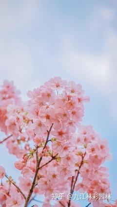 九江林彩:粉黛樱——艺术与自然的完美融合 - 知乎