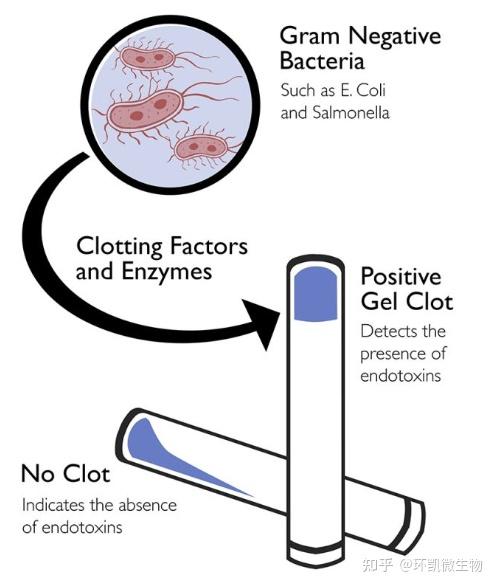 应进一步对供试品的前处理进行研究,再用干扰试验验证是否能用凝胶法