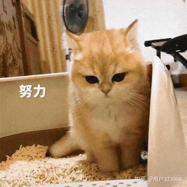 猫咪便血是怎么回事 大多数是这9种原因引起 宠主早知道早好 知乎